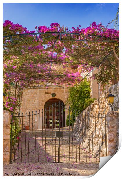 Metal gate entrance of an mediterranean house with beautiful bougainvillea  Print by Alex Winter