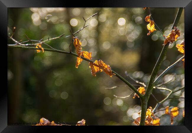 End of winter  Framed Print by Bob Hall