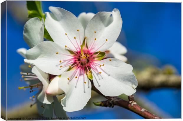 Beautiful spring tree flower, close-up Canvas Print by Alex Winter