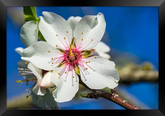 Beautiful spring tree flower, close-up Framed Print by Alex Winter