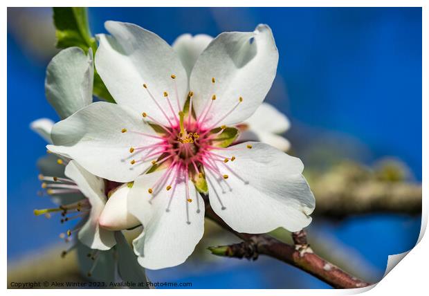Beautiful spring tree flower, close-up Print by Alex Winter