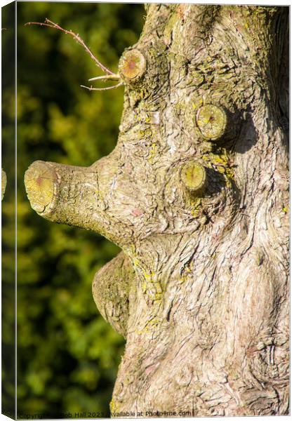 Tree face Canvas Print by Bob Hall