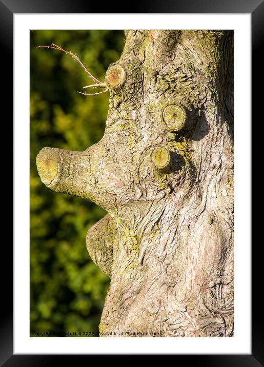 Tree face Framed Mounted Print by Bob Hall