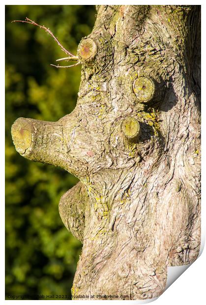 Tree face Print by Bob Hall