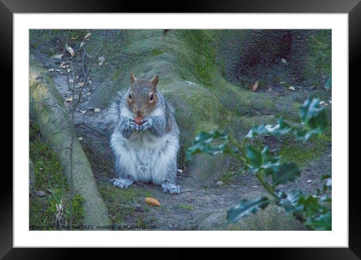 A squirrel sitting eating Framed Mounted Print by Bob Hall