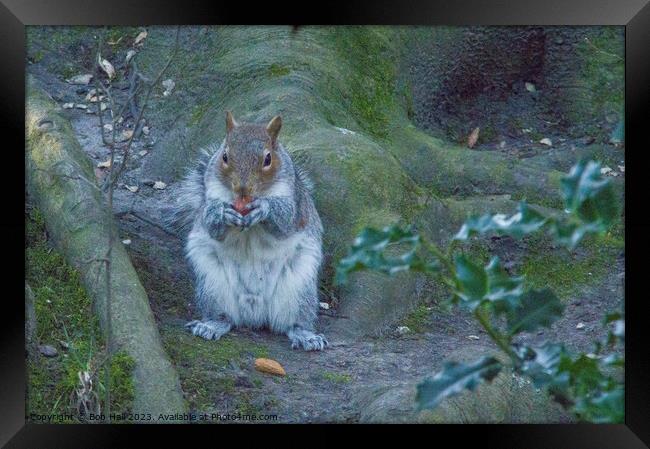A squirrel sitting eating Framed Print by Bob Hall