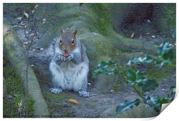 A squirrel sitting eating Print by Bob Hall