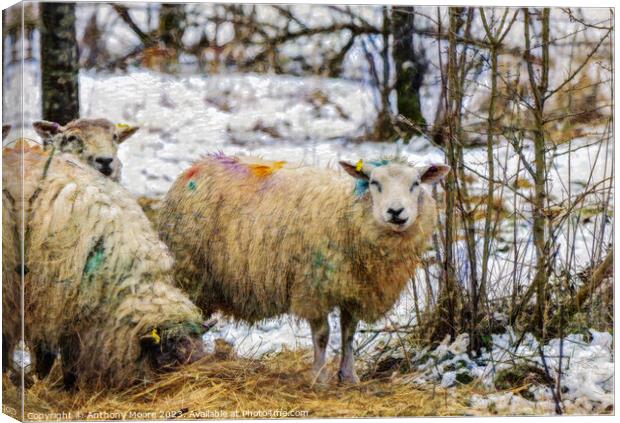 Rainbow Sheep Canvas Print by Anthony Moore