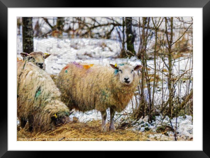 Rainbow Sheep Framed Mounted Print by Anthony Moore