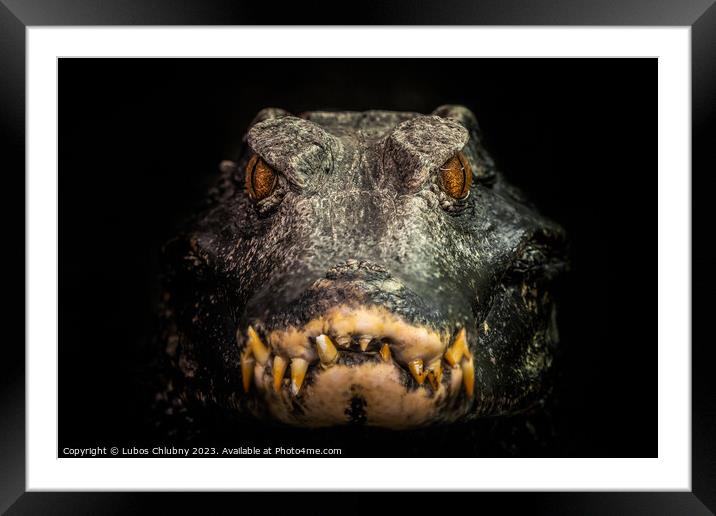 Head of a crocodile (Paleosuchus palpebrosus). Dwarf Caiman. Framed Mounted Print by Lubos Chlubny