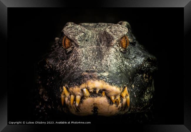 Head of a crocodile (Paleosuchus palpebrosus). Dwarf Caiman. Framed Print by Lubos Chlubny