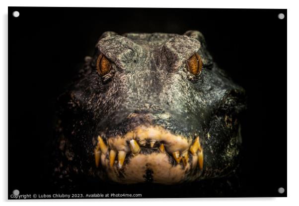 Head of a crocodile (Paleosuchus palpebrosus). Dwarf Caiman. Acrylic by Lubos Chlubny