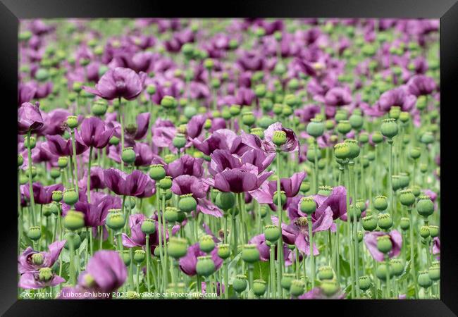 Purple poppy blossoms in a field. (Papaver somniferum). Poppies, agricultural crop. Framed Print by Lubos Chlubny