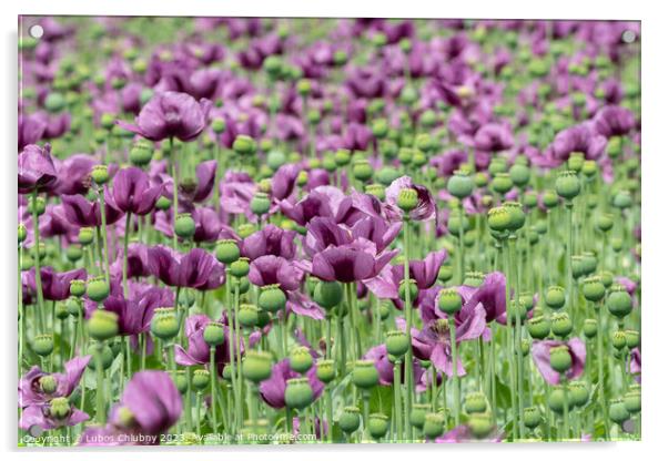Purple poppy blossoms in a field. (Papaver somniferum). Poppies, agricultural crop. Acrylic by Lubos Chlubny