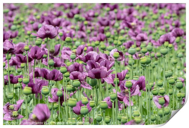 Purple poppy blossoms in a field. (Papaver somniferum). Poppies, agricultural crop. Print by Lubos Chlubny