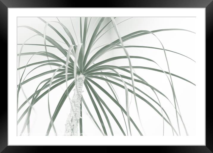 Ponytail palm foliage on white Framed Mounted Print by Imladris 
