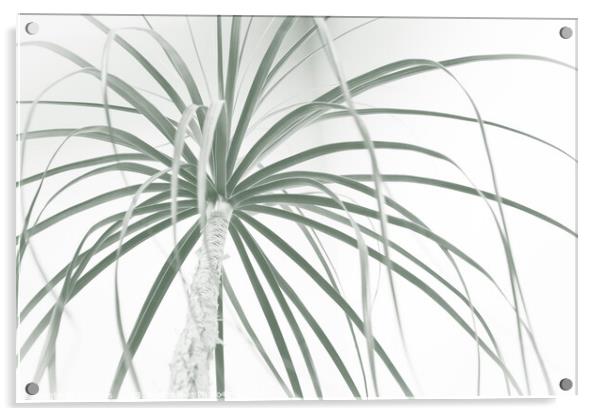Ponytail palm foliage on white Acrylic by Imladris 