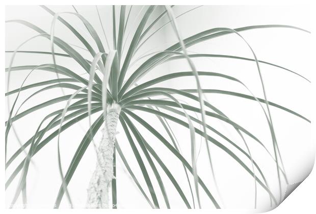 Ponytail palm foliage on white Print by Imladris 