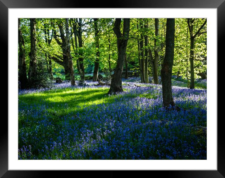 Bluebell Woods at Springtime Framed Mounted Print by James Elkington