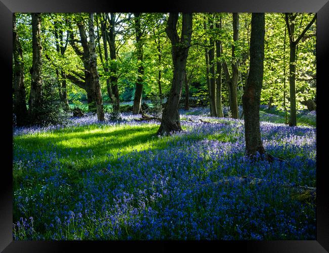 Bluebell Woods at Springtime Framed Print by James Elkington