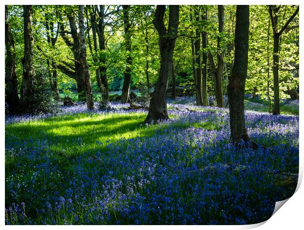 Bluebell Woods at Springtime Print by James Elkington