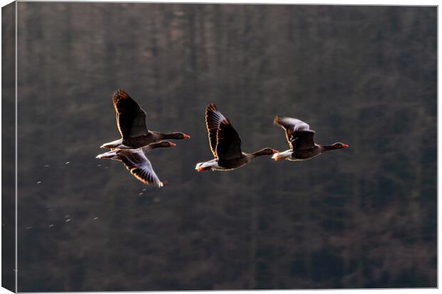 Greylag Geese in Flight Canvas Print by James Elkington