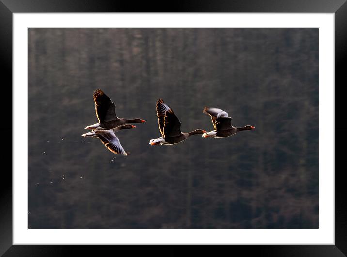 Greylag Geese in Flight Framed Mounted Print by James Elkington