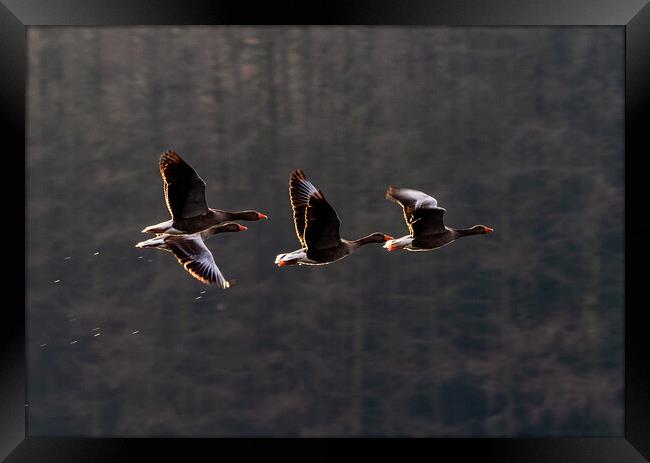 Greylag Geese in Flight Framed Print by James Elkington