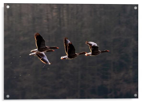 Greylag Geese in Flight Acrylic by James Elkington