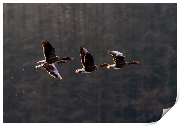 Greylag Geese in Flight Print by James Elkington
