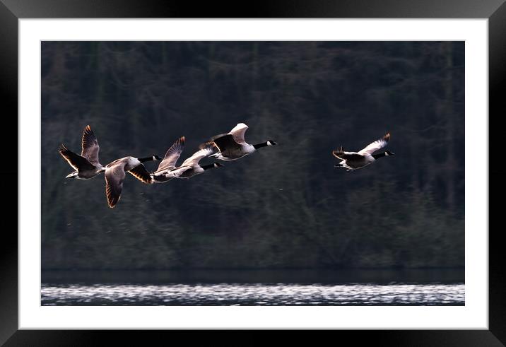 Canada Geese in Flight Framed Mounted Print by James Elkington