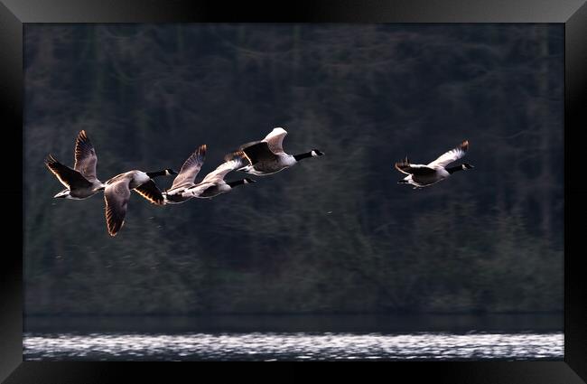 Canada Geese in Flight Framed Print by James Elkington