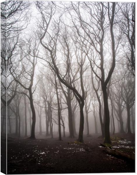 Ghost Tree in Fog Canvas Print by James Elkington
