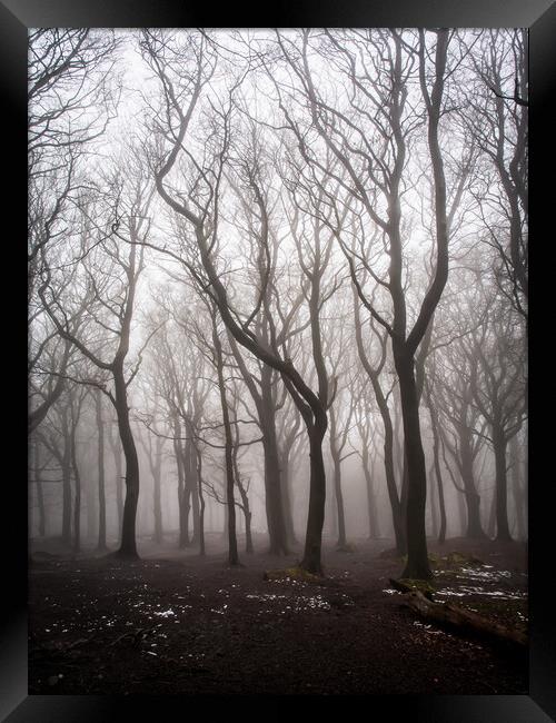 Ghost Tree in Fog Framed Print by James Elkington