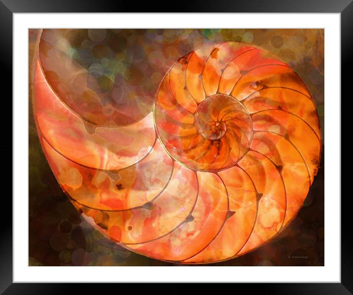 Orange Nautilus Shell Framed Mounted Print by Sharon Cummings