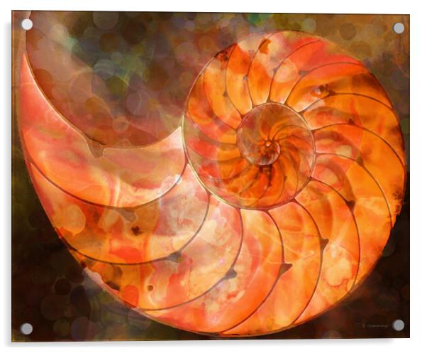 Orange Nautilus Shell Acrylic by Sharon Cummings