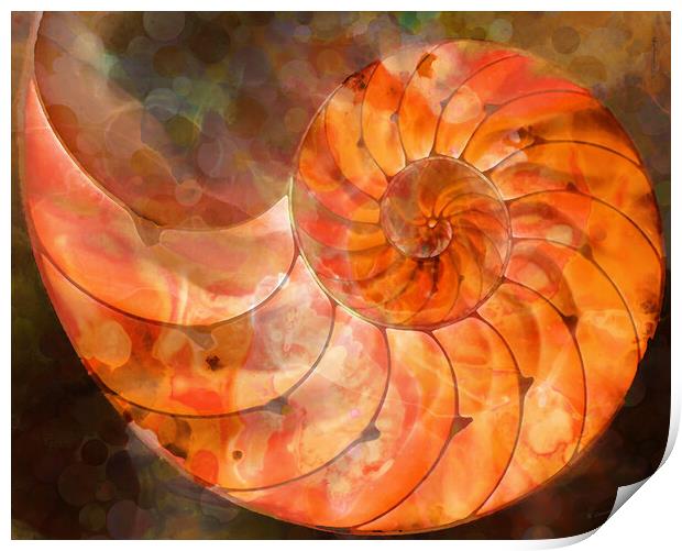 Orange Nautilus Shell Print by Sharon Cummings