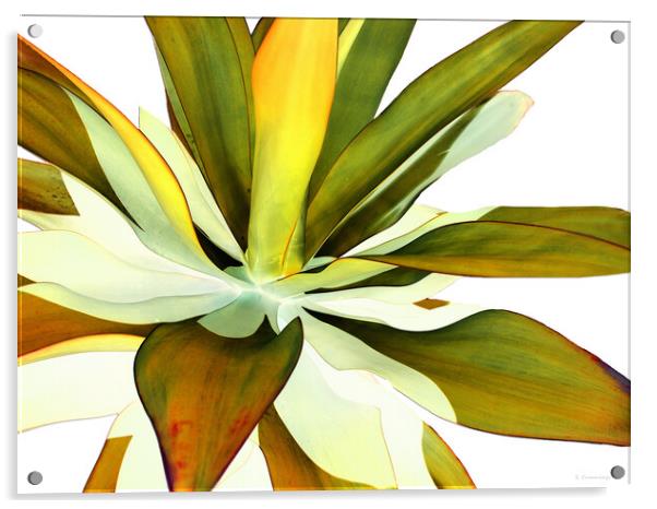 Warm Agave Plant Acrylic by Sharon Cummings