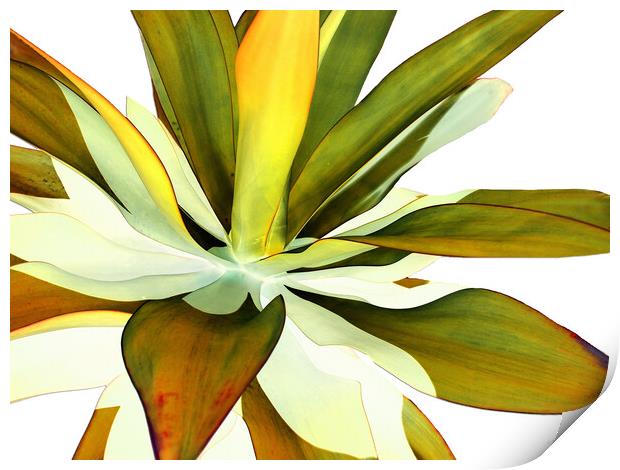 Warm Agave Plant Print by Sharon Cummings