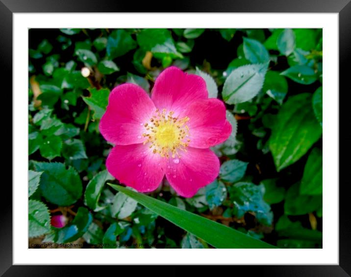small pink flower Framed Mounted Print by Stephanie Moore