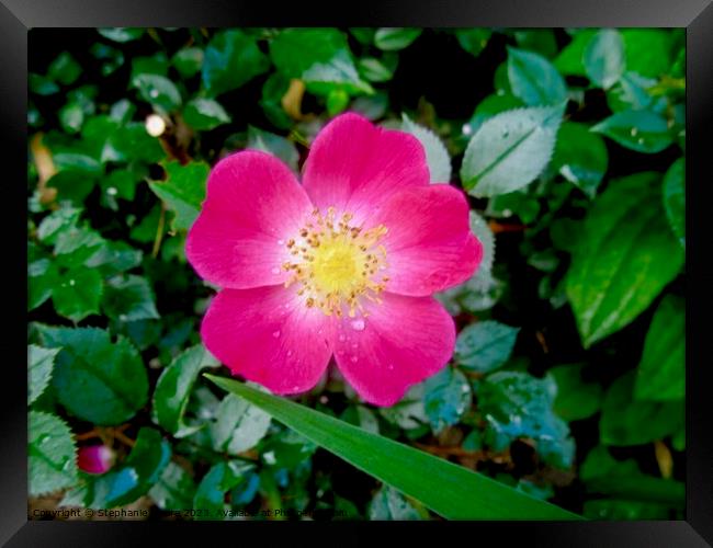 small pink flower Framed Print by Stephanie Moore