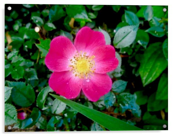 small pink flower Acrylic by Stephanie Moore