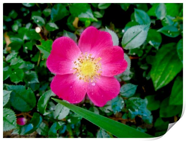 small pink flower Print by Stephanie Moore