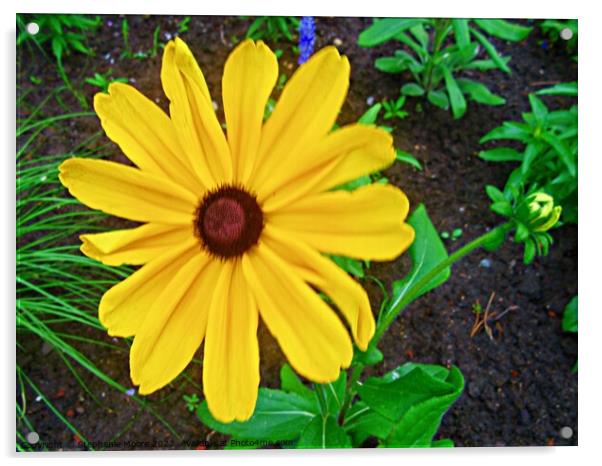 Brown Eyed Susan Acrylic by Stephanie Moore