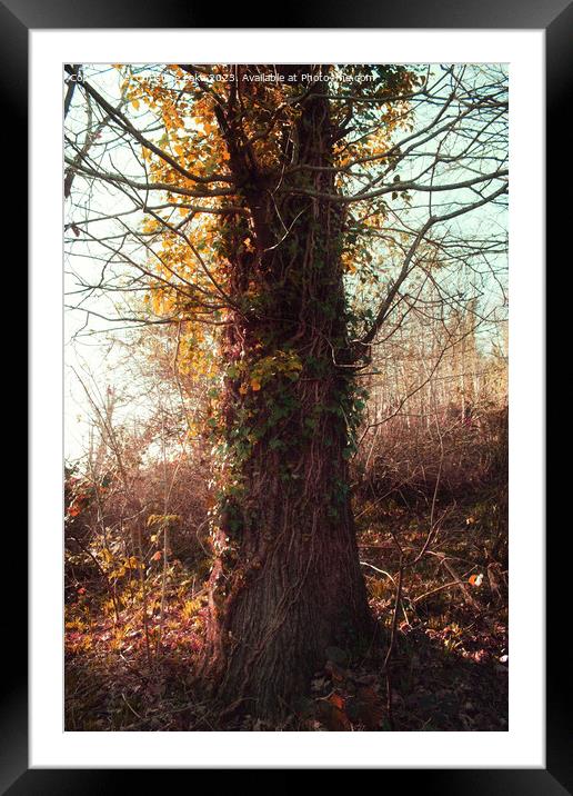 A Touch Of Autumn Framed Mounted Print by Christine Lake
