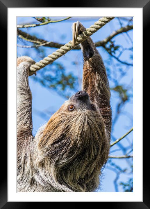 Adorable Sloth Face Framed Mounted Print by Jason Wells