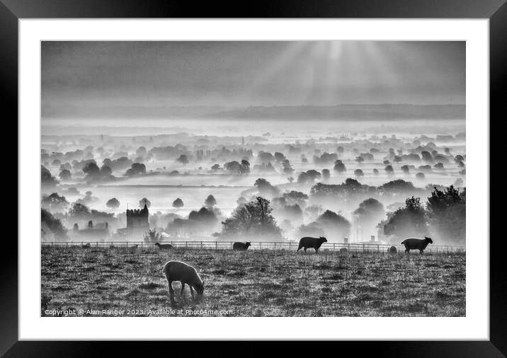 Sheep Framed Mounted Print by Alan Ranger