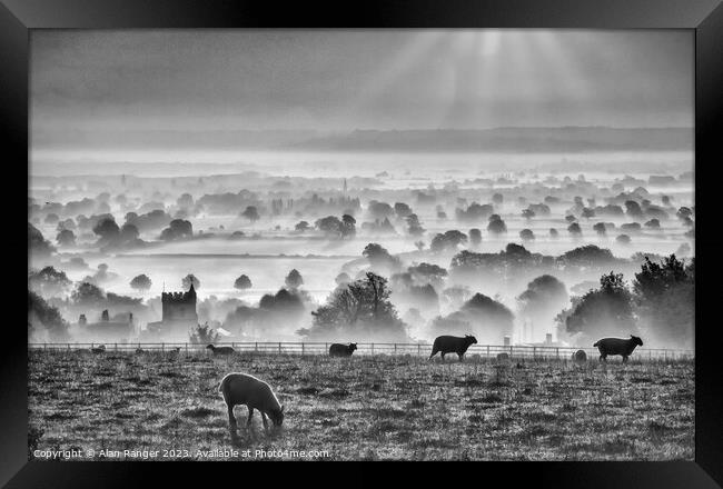 Sheep Framed Print by Alan Ranger