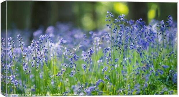 Bluebell Sways Canvas Print by Alan Ranger
