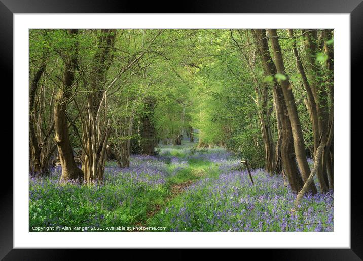 Bluebell Woodlands Warwickshire #01 - April 2022 Framed Mounted Print by Alan Ranger